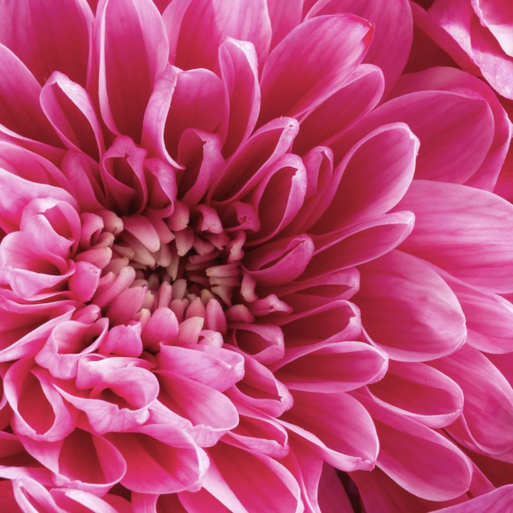 11. close-up-flowers-with-pink-petals